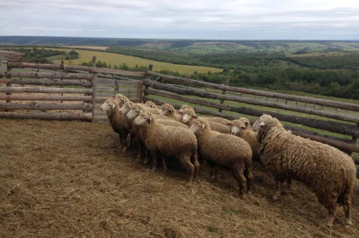 Продаю баранів- фото № 2