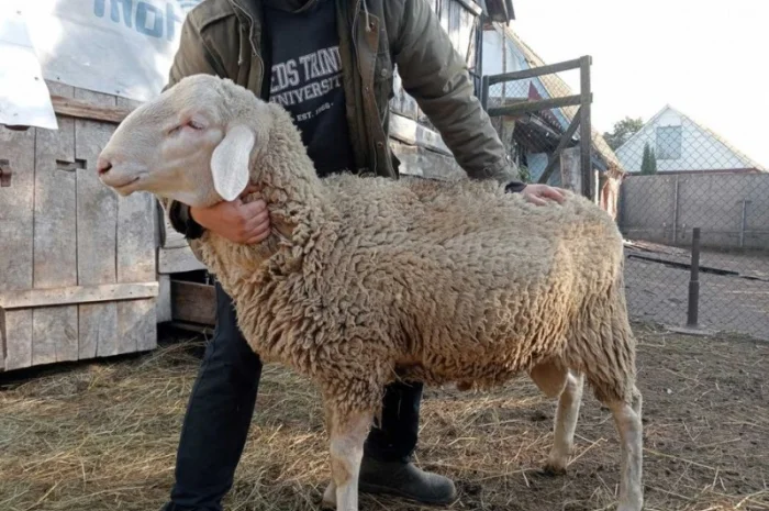 Продам Барана- фото № 2