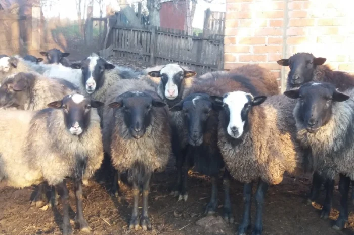 Продам вівці романівської породи- фото № 1
