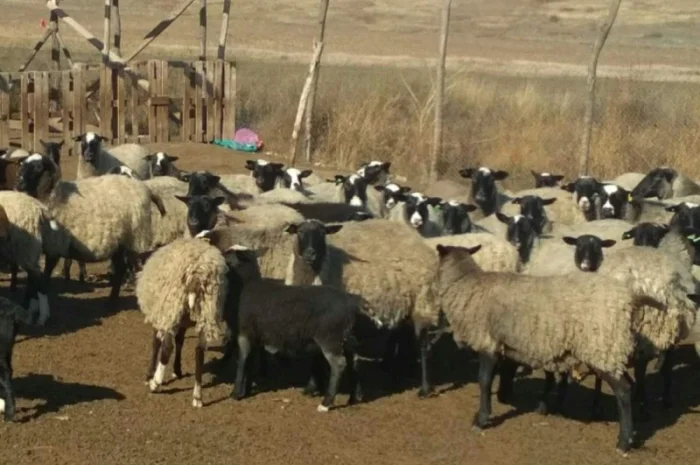 Продам вівці романівської породи- фото № 2