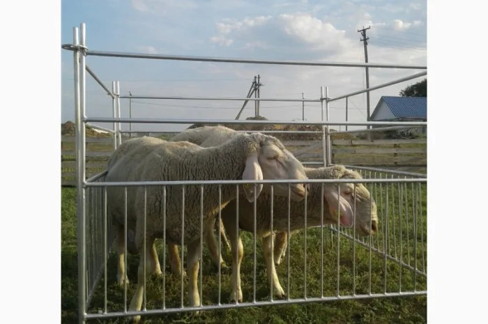 Продам плем молодняк овец- фото № 2