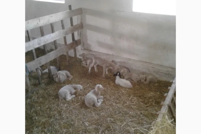 Продам плем молодняк овец- фото № 11