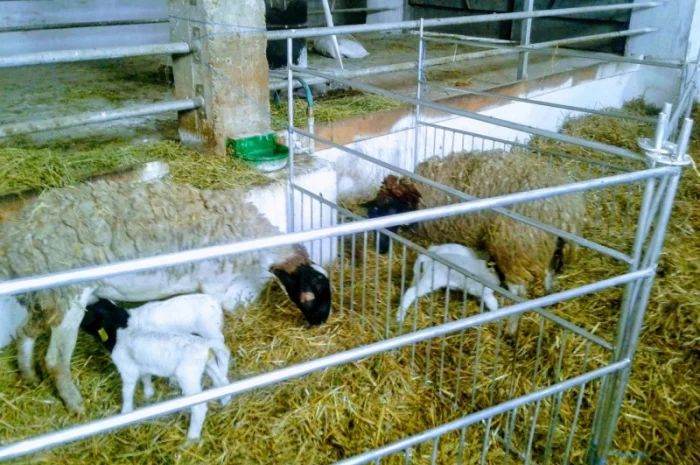 Продам плем молодняк овец- фото № 18