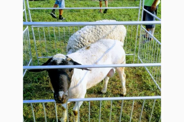 Продам плем молодняк овец- фото № 17