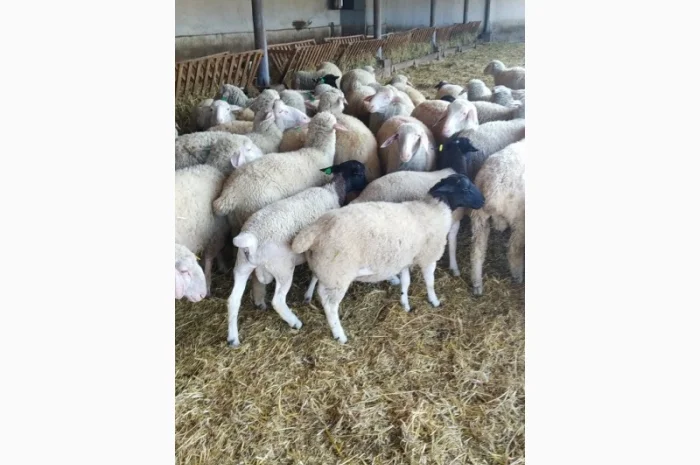 Продам плем молодняк овец- фото № 15