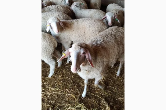 Продам плем молодняк овец- фото № 12