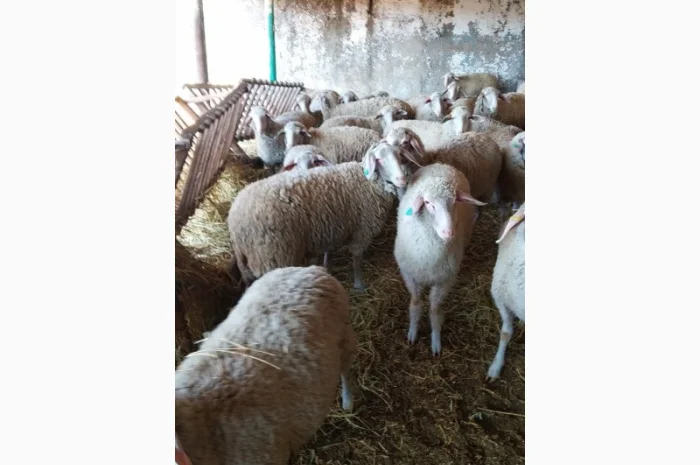 Продам плем молодняк овец- фото № 4