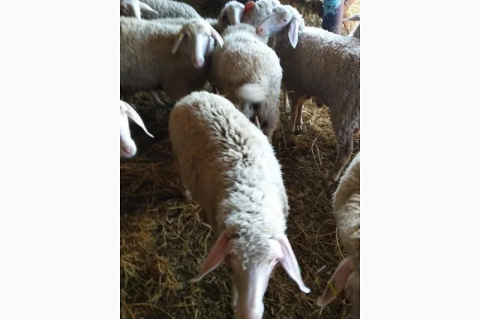 Продам плем молодняк овец- фото № 3