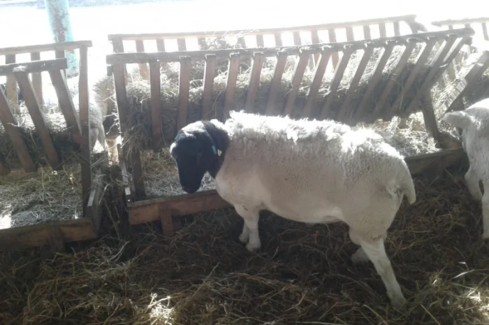 Продам плем молодняк овец- фото № 10