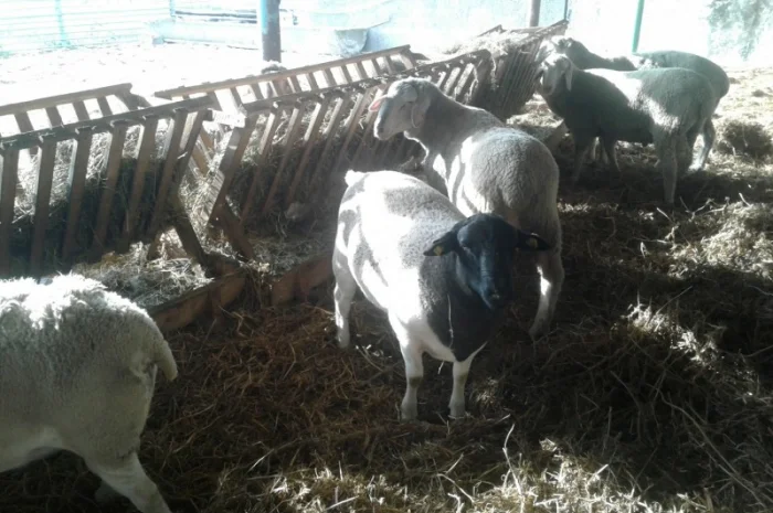 Продам плем молодняк овец- фото № 9