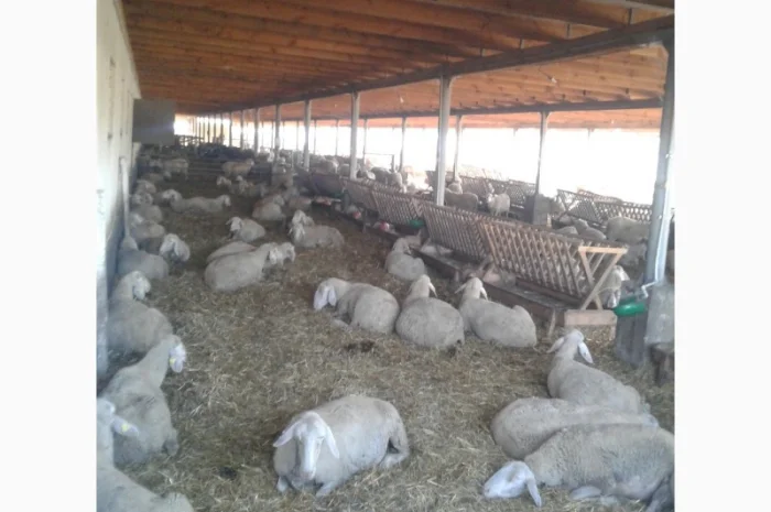 Продам плем молодняк овец- фото № 8