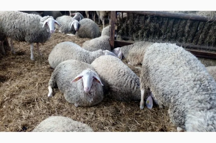 Продам плем молодняк овец- фото № 14