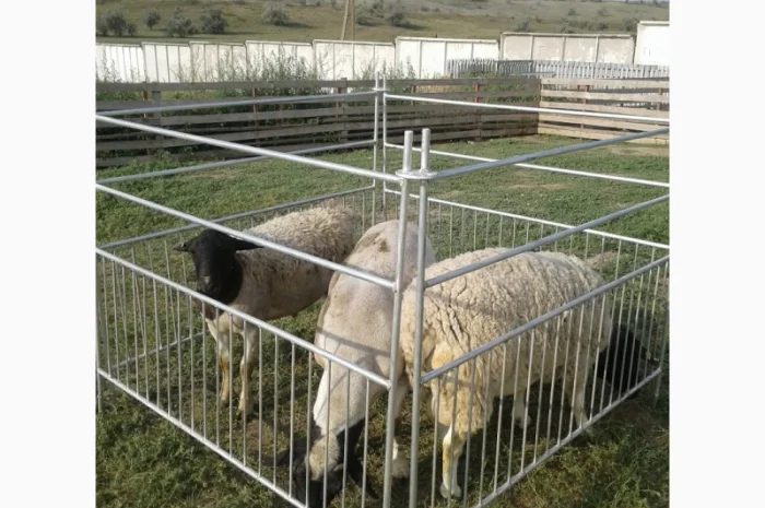 Продам плем молодняк овец- фото № 7