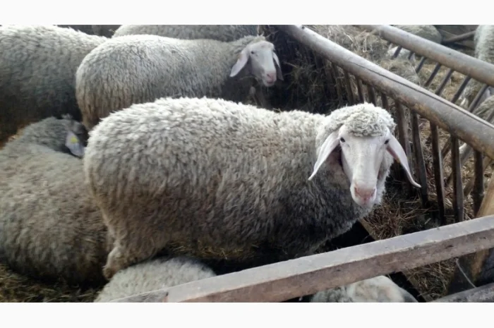 Продам плем молодняк овец- фото № 6