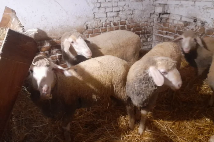 Продам баранів мериноландшафт- фото № 1