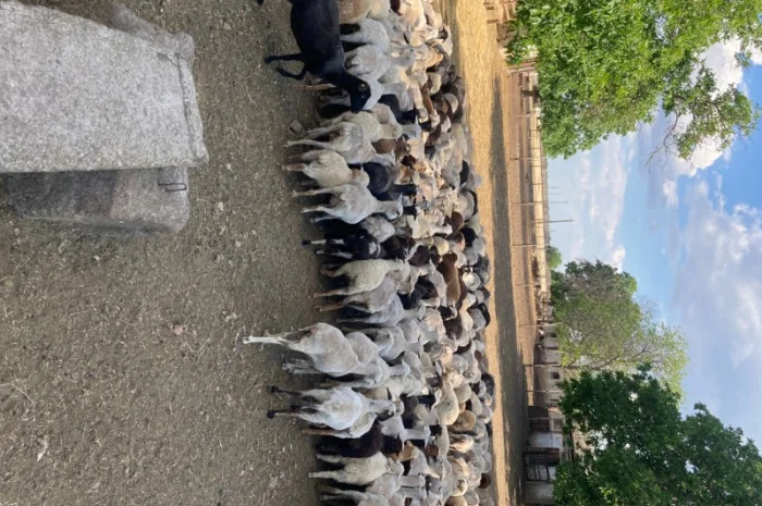 Стадо овец- фото № 1