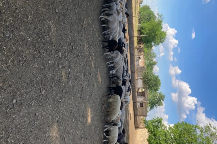 Стадо овец- фото № 3