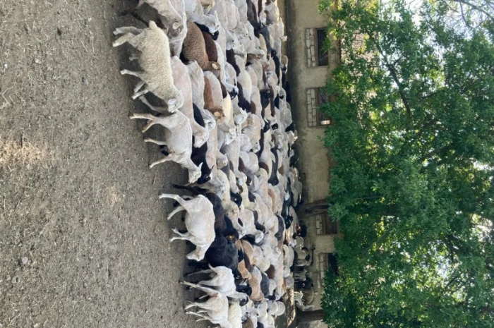 Стадо овец- фото № 4