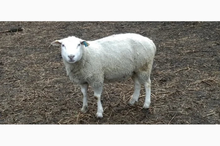 Продам баранів, овець, валухів на м' ясо- фото № 2