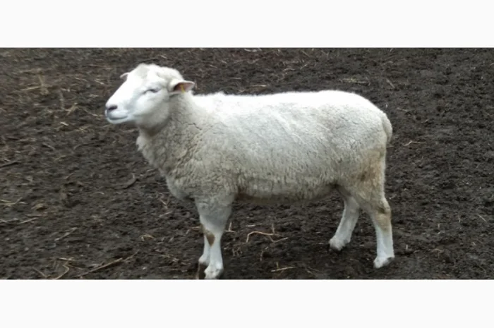 Продам баранів, овець, валухів на м' ясо- фото № 3