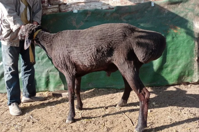 Продам курдючных баранов на племя- фото № 1