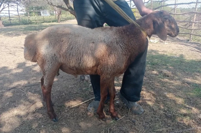 Продам курдючных баранов на племя- фото № 2