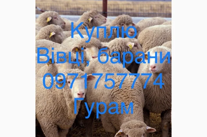 Куплю баранів живою вагою- фото № 1