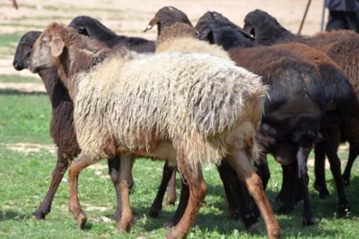 Куплю курдючных овец- фото № 1