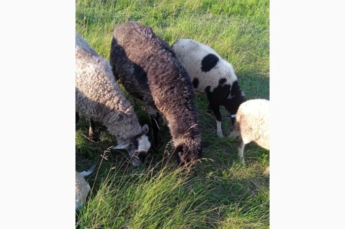 Продам овец, Барана- фото № 1