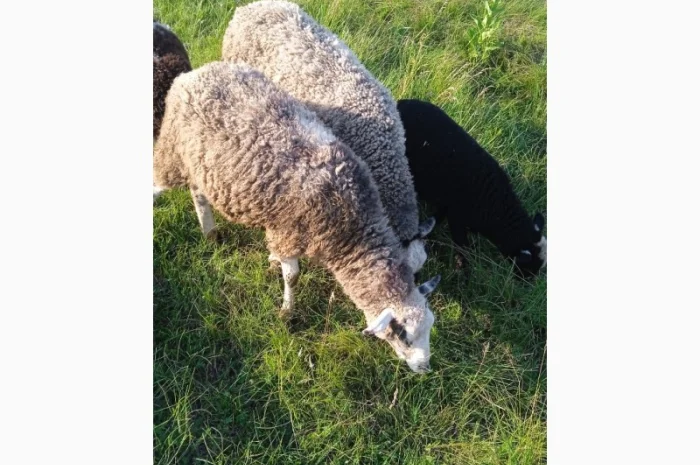 Продам овец, Барана- фото № 2