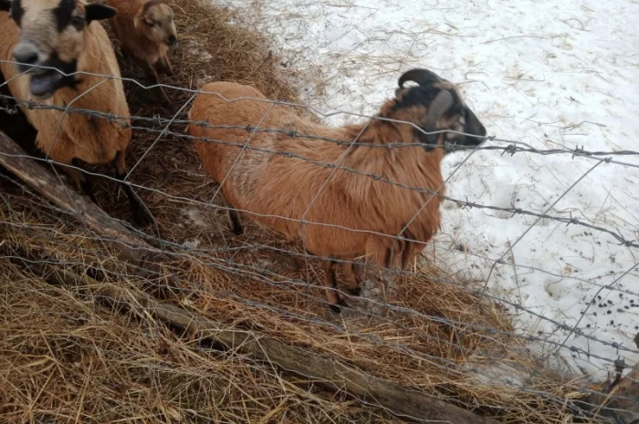 Вівці, барани породи "Камерунська". Овцы породы "Камерунска"- фото № 2
