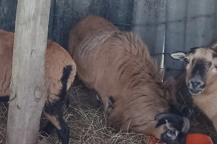 Вівці, барани породи "Камерунська". Овцы породы "Камерунска"- фото № 3