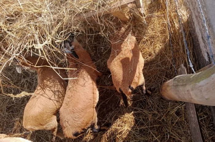 Вівці, барани породи "Камерунська". Овцы породы "Камерунска"- фото № 4