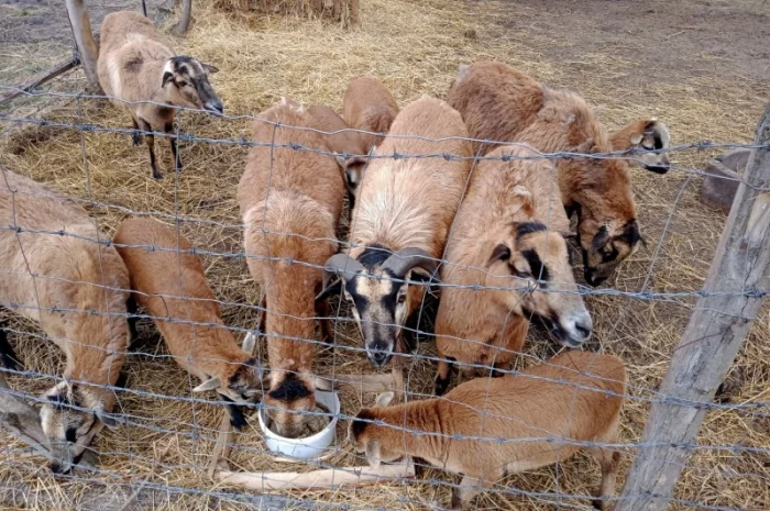Вівці, барани породи "Камерунська". Овцы породы "Камерунска"- фото № 5