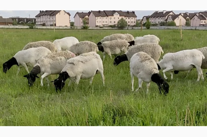 Вівці Дорпер. Вівцематки Дорпер. Чистопородний Дорпер. Барани Дорпер- фото № 1