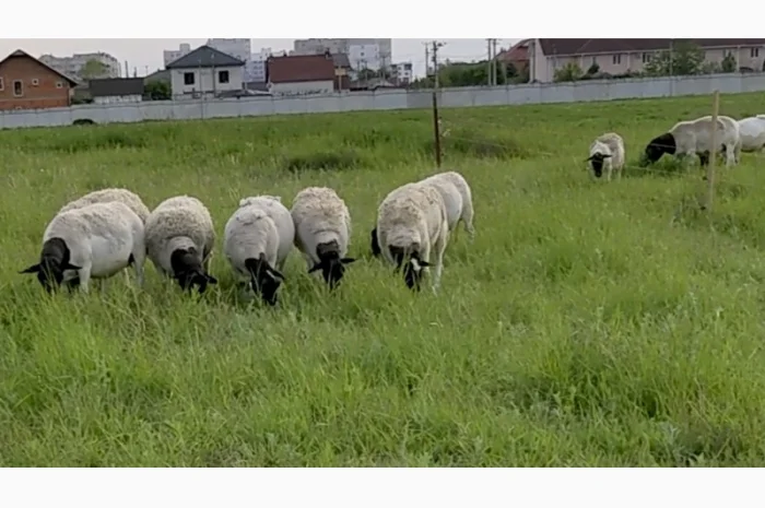 Вівці Дорпер. Вівцематки Дорпер. Чистопородний Дорпер. Барани Дорпер- фото № 2
