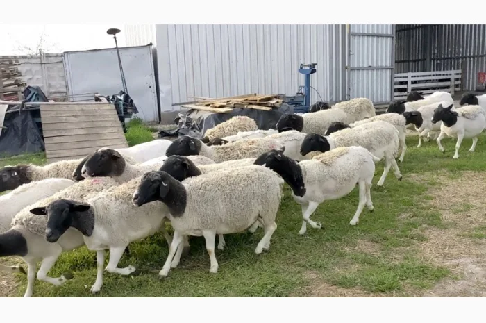 Вівці Дорпер. Вівцематки Дорпер. Чистопородний Дорпер. Барани Дорпер- фото № 3