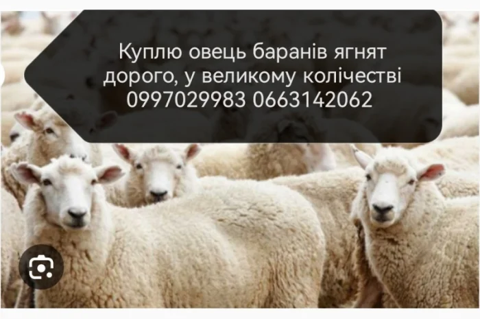 Куплю овець баранів ягнят- фото № 1