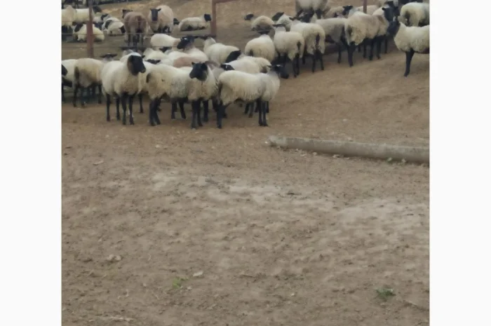 Продам молодых ярочек- фото № 2