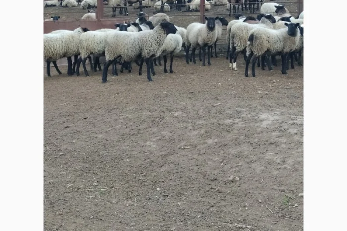 Продам молодых ярочек- фото № 3