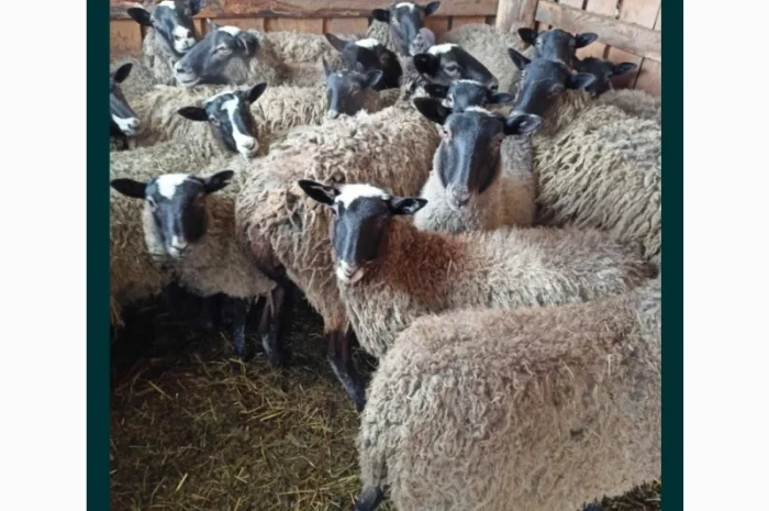 Продам баранів та овець романівської породи- фото № 1
