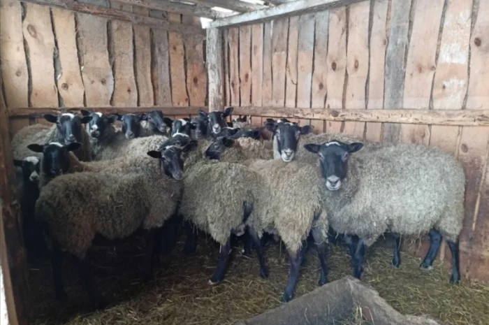 Продам баранів та овець романівської породи- фото № 2
