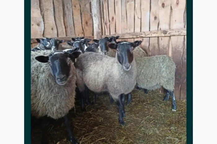 Продам баранів та овець романівської породи- фото № 3