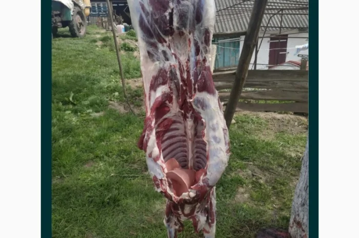 Продам баранів та овець романівської породи- фото № 4