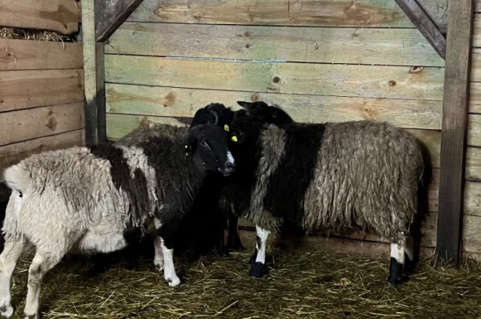 Баранчики та Ярки крос дорпер- фото № 1