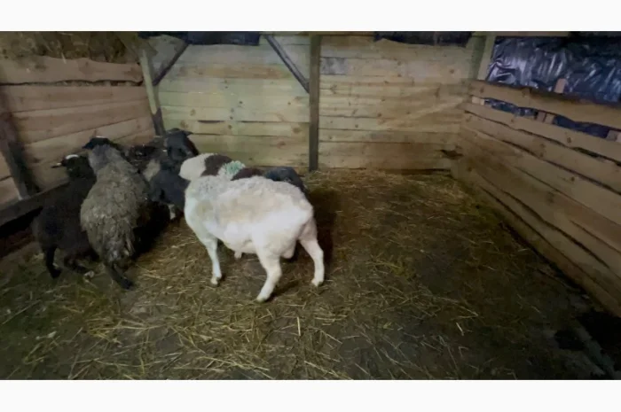 Баранчики та Ярки крос дорпер- фото № 2