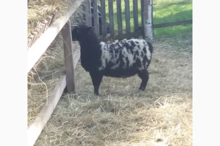 Баранчики та Ярки крос дорпер- фото № 3