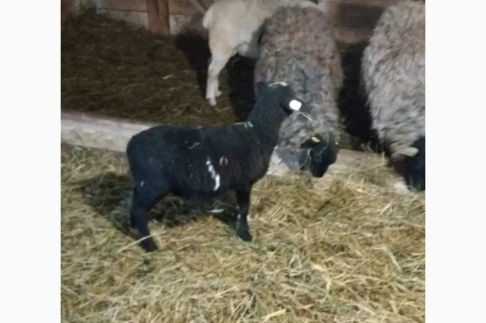 Баранчики та Ярки крос дорпер- фото № 4