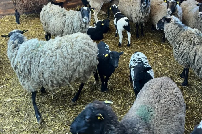 Баранчики та Ярки крос дорпер- фото № 5