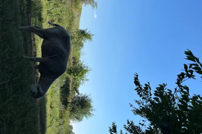 Продам вівці- фото № 1